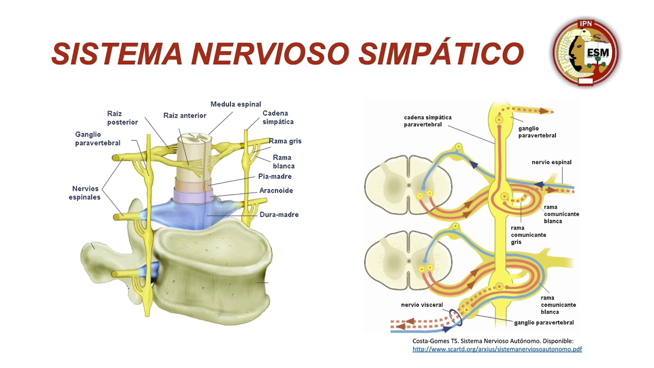Anatomía funcional del SNA y su relación con anestesia