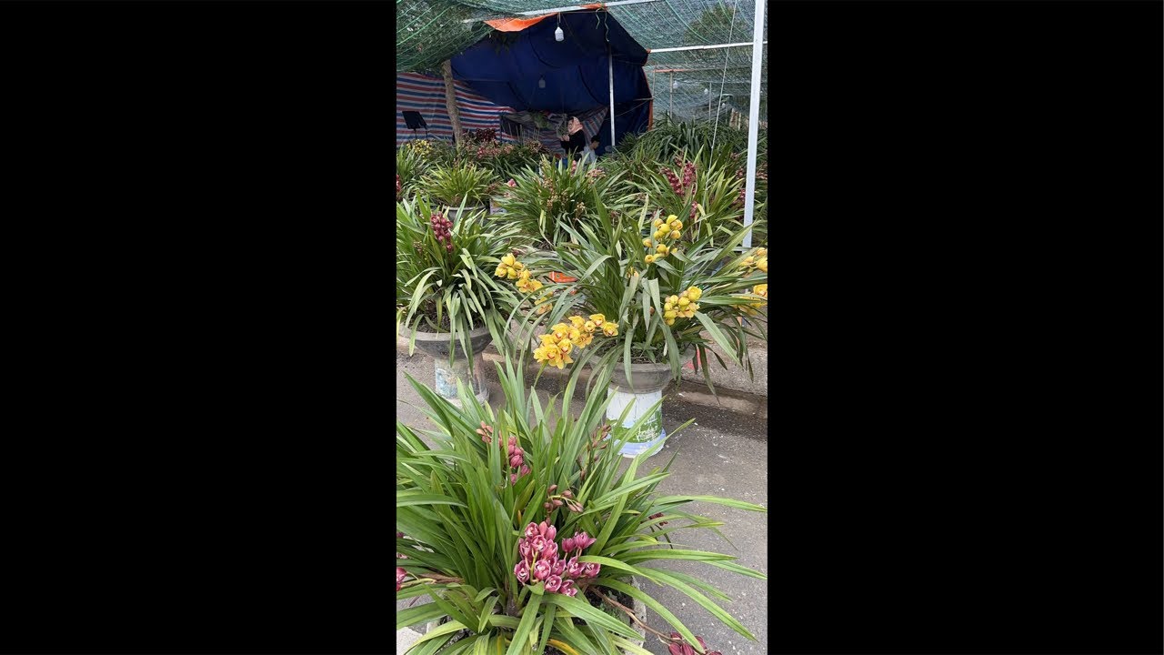 Hoa mai đẹp