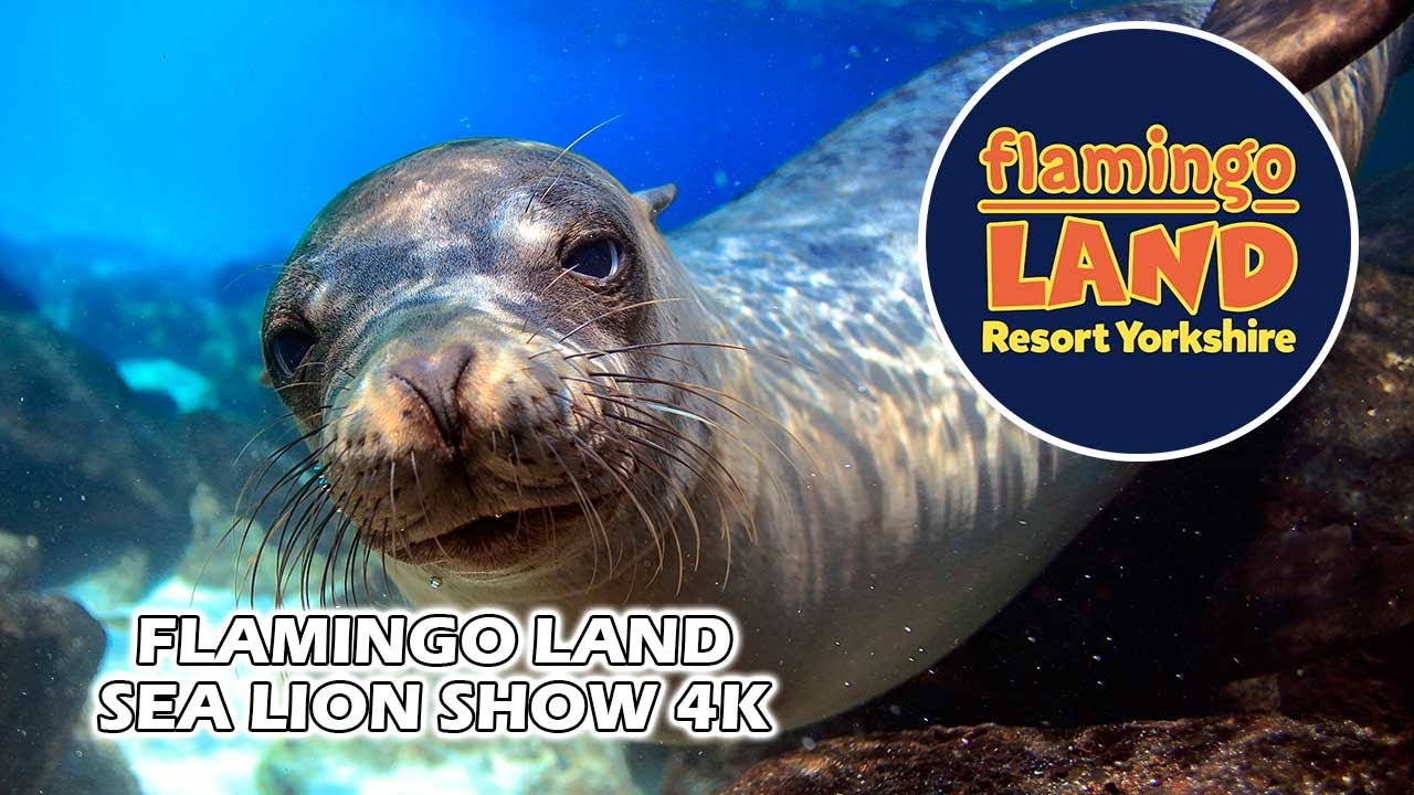 Flamingo Land Sea Lion Show 2021 4k