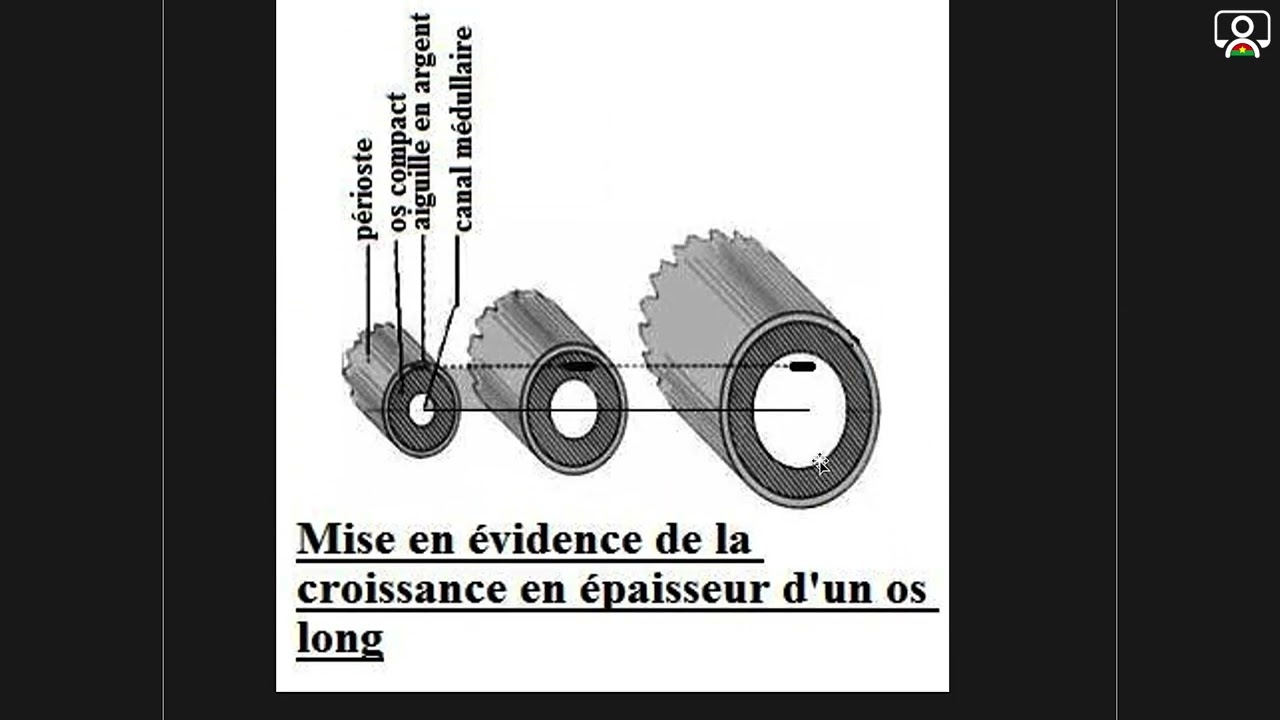Cours - 3e - SVT : Les os 3/3