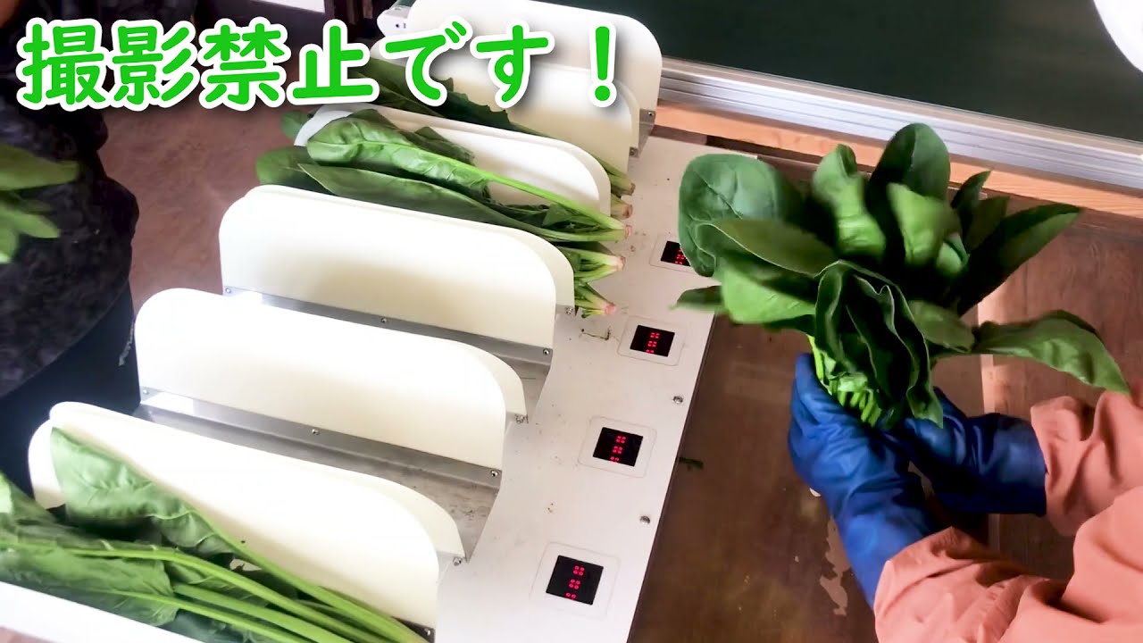 ほうれん草の袋詰め/#今日のベジアーツ