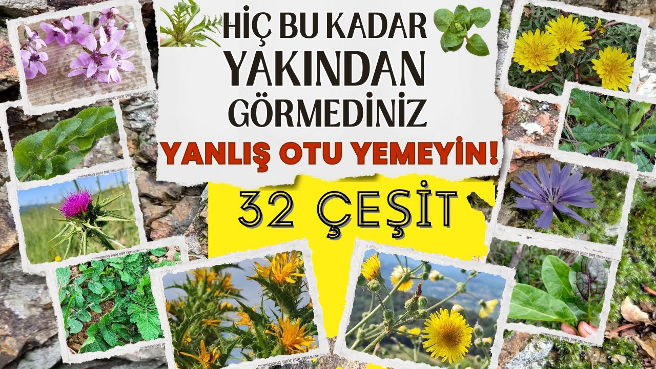 A'dan Z'ye Yenen Yabani Otlar (Dev Liste) / 31 Çeşit: ÇOK YAKIN ÇEKİM