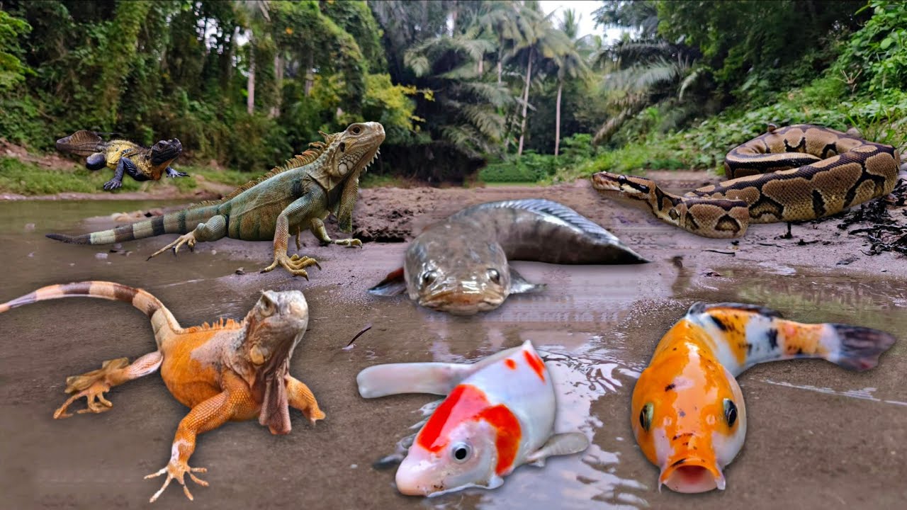 Wadidaw Amazing! Catching Snakehead Fish in The River, Snake, Crab, Iguana, Gecko, Koi Fish, Eel