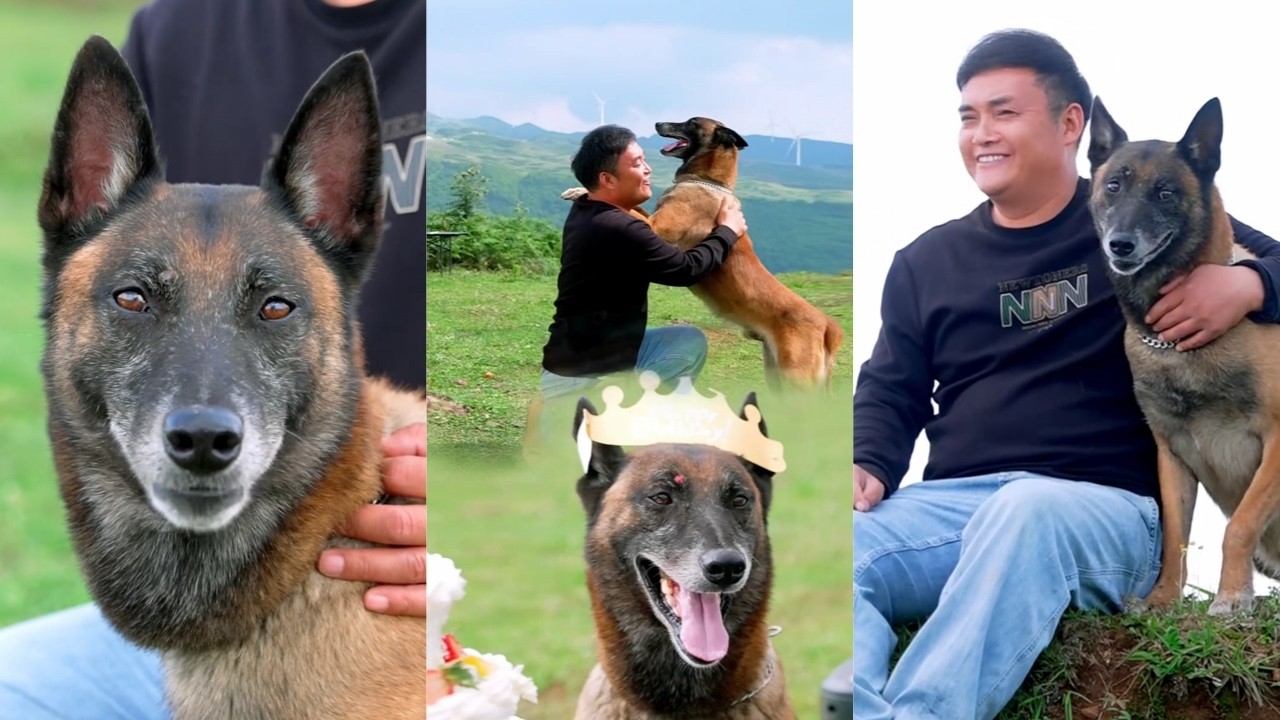 平凡的幸福：狗狗与家人共同庆祝生日与纪念日的温馨时刻❤️🐾
