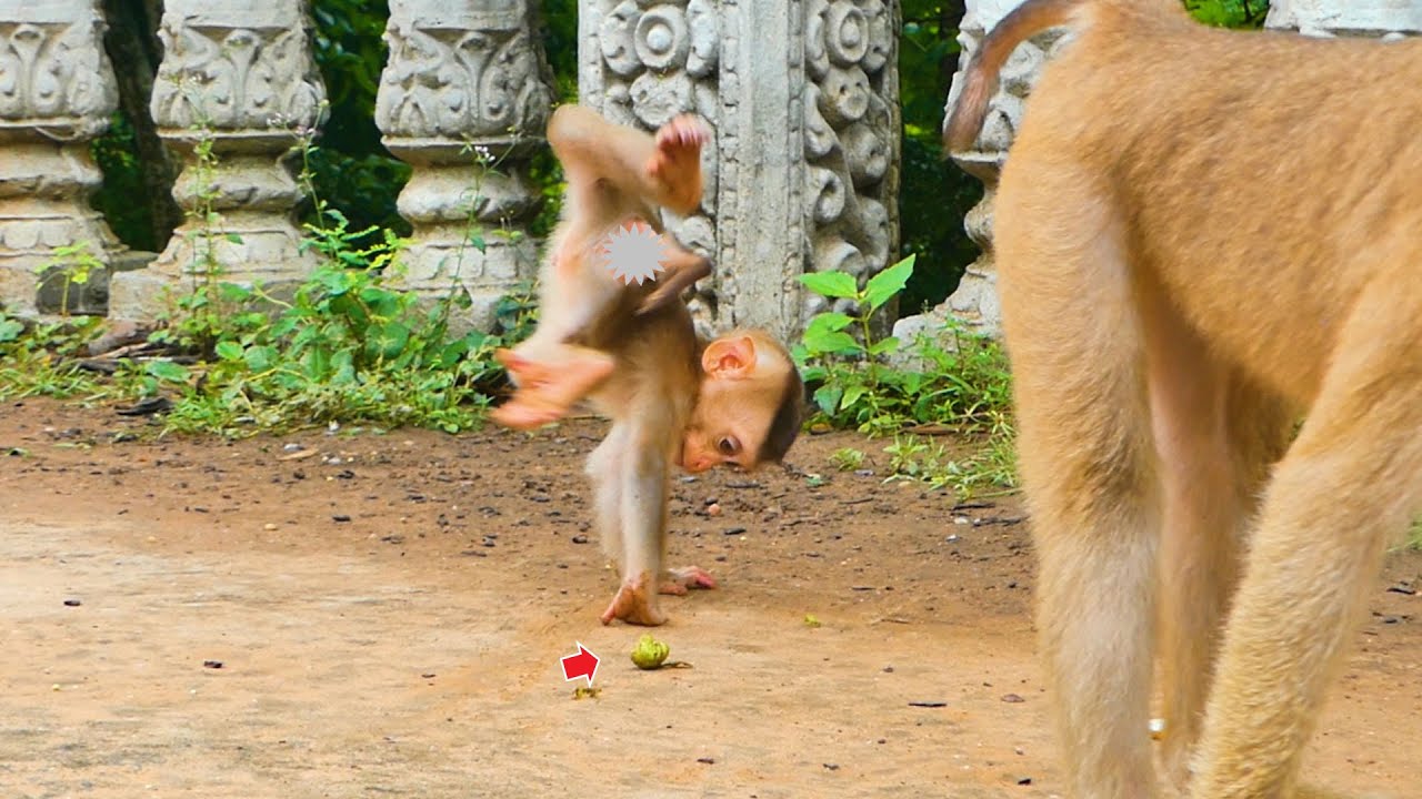 Cute style of baby monkey Saro playing with his food.