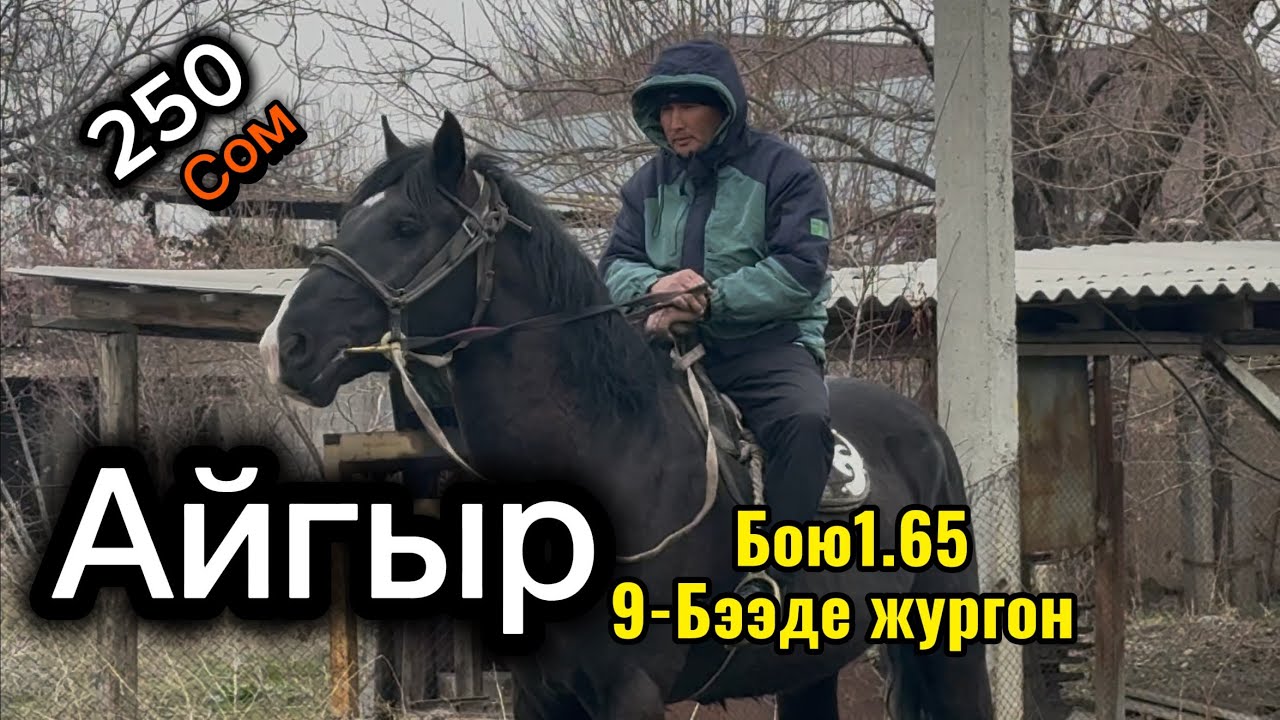 Айгыр Сатылат+996-505-499-310. 3 марта 2026 г.