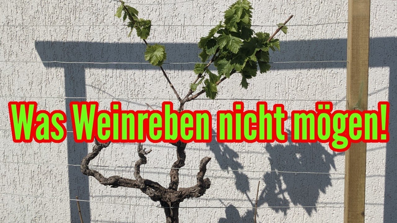 Was Weinreben nicht m&ouml;gen - Diese Pflegefehler solltet du UNBEDINGT vermeiden