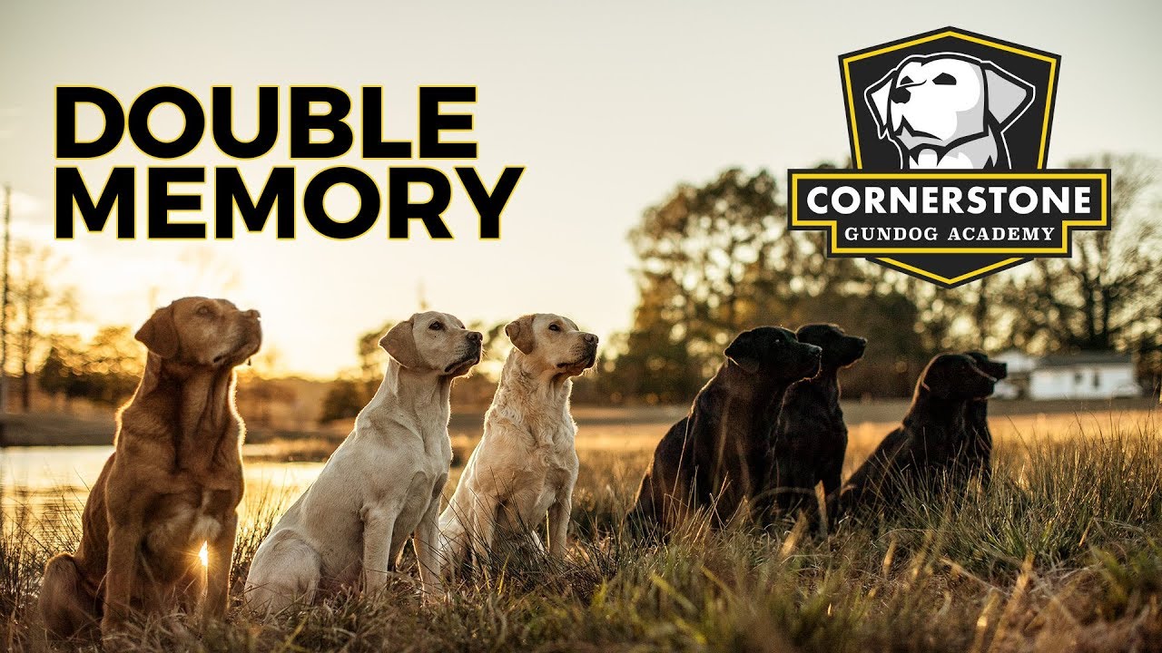 DOUBLE MEMORY - Labrador Retriever Training