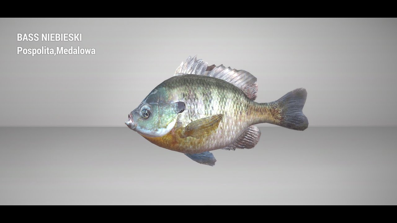 Fishing Planet - Medalowy Bass niebieski - Samotna gwiazda