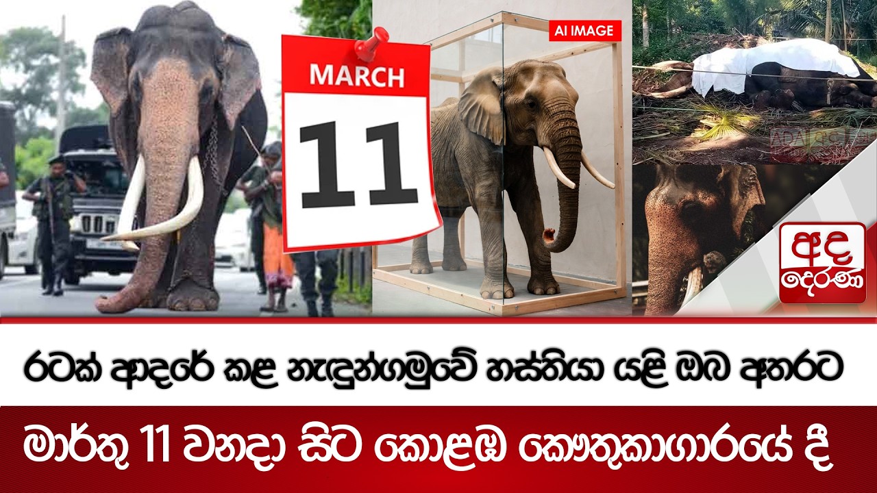 රටක් ආදරේ කළ නැඳුන්ගමුවේ හස්තියා  යළි ඔබ අතරට... | Ada Derana