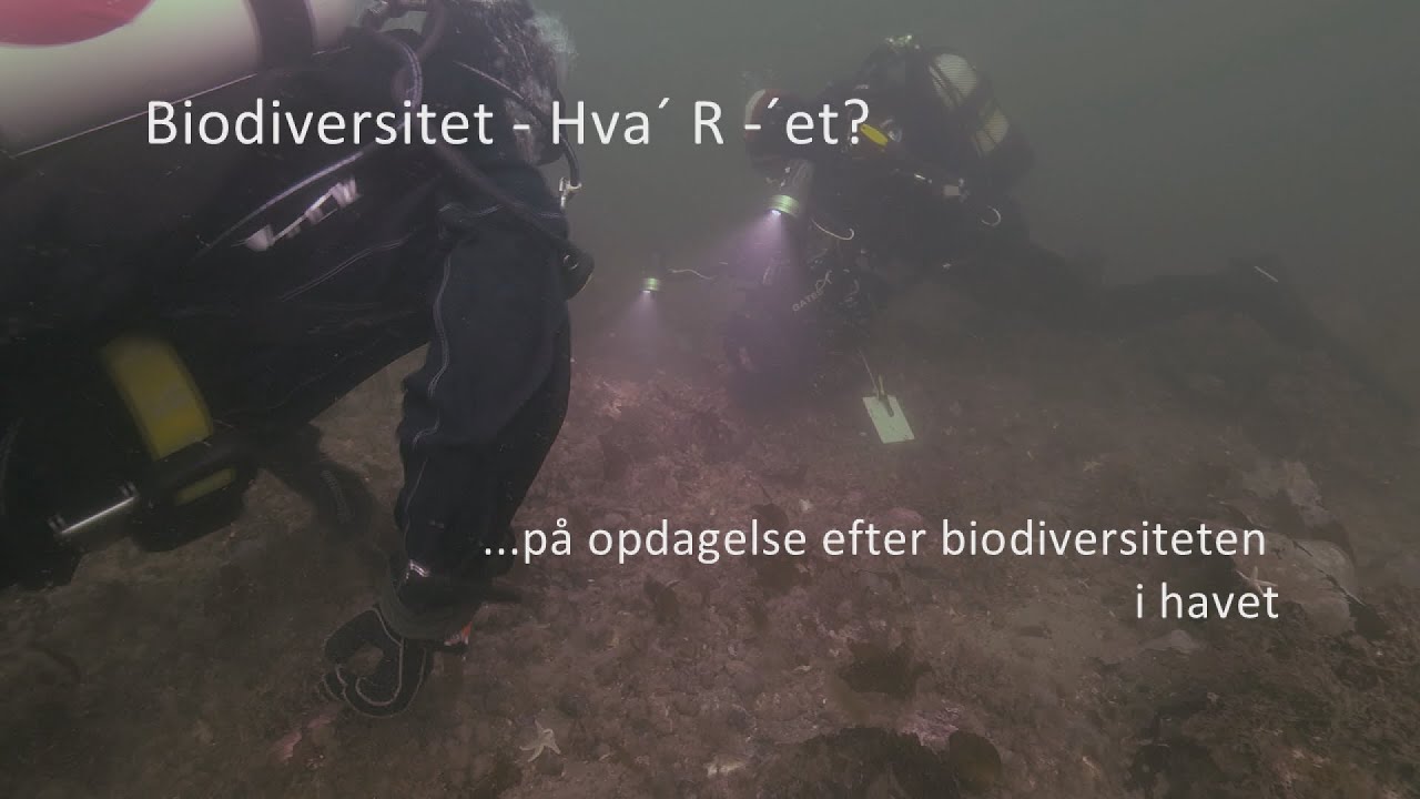 Biodiversitet – Hva´R´- et?  - med Peter i havet