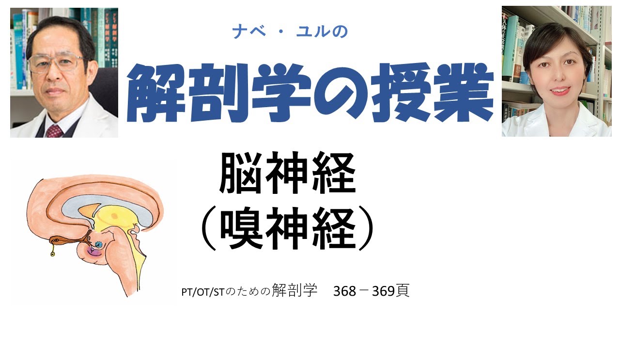脳神経：嗅神経