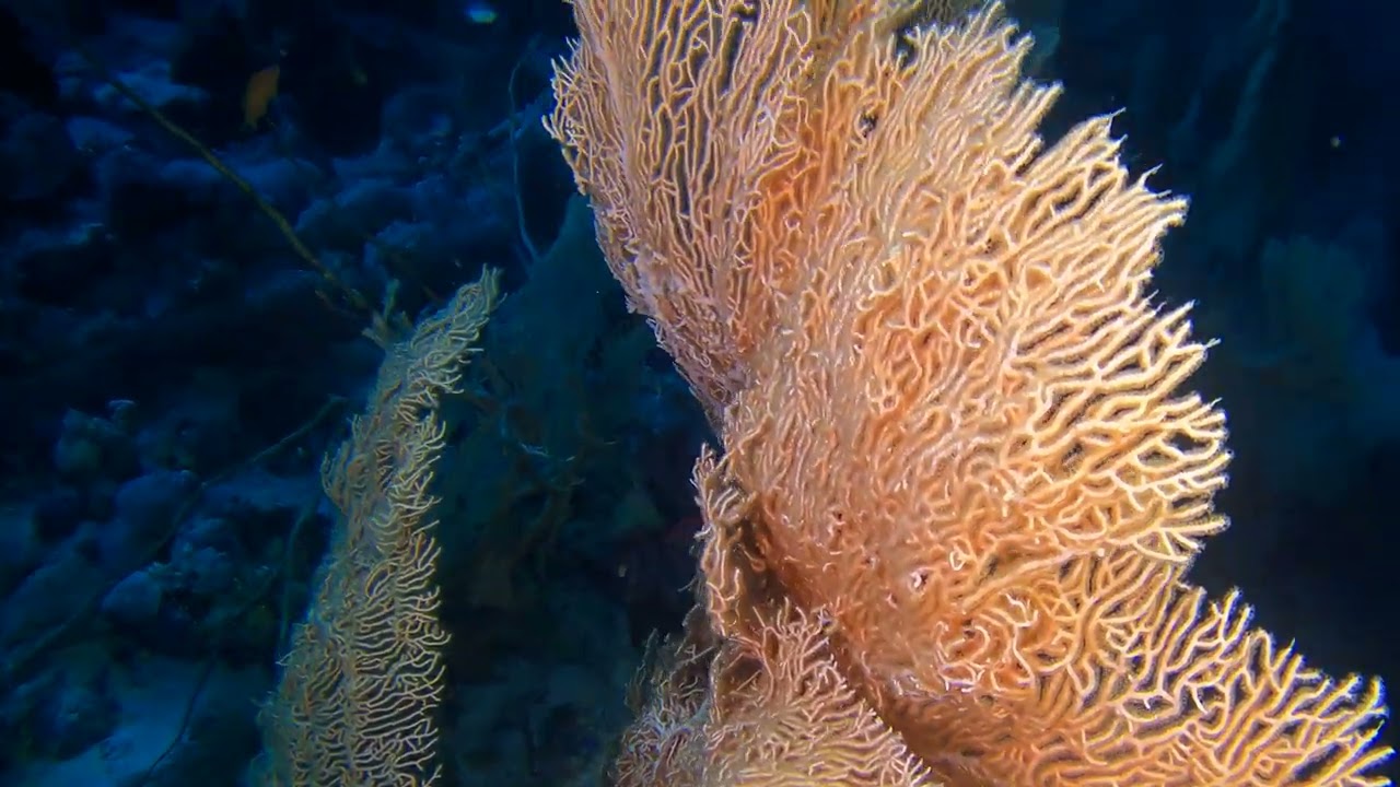 Hurgada   gorgonie