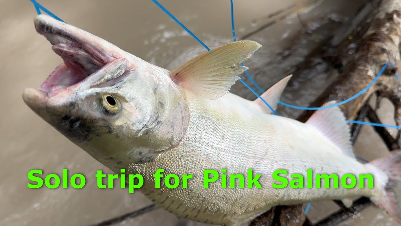 Pink salmon solo fishing trip on the Puyallup River