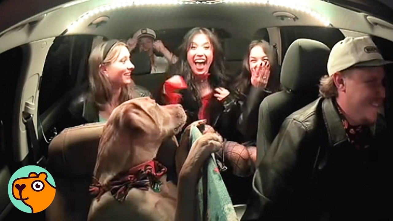 Nervous Pup Becomes His Dad’s Uber 