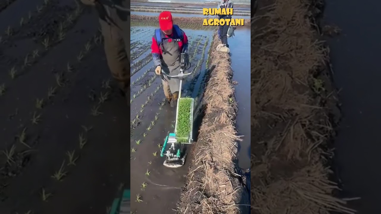 Mudahnya Pakai Alat Tanam Padi Mini