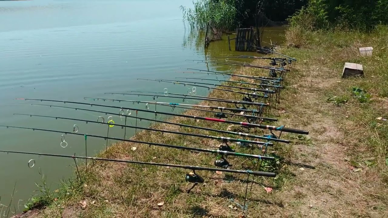 Pescuit pe Gogoșari Crap Caras Balta fara plata