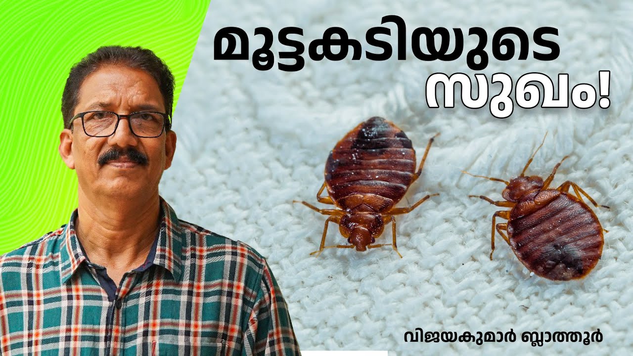 മൂട്ടകളുടെ അമ്പരപ്പിക്കുന്ന ജീവിതം Bed Bug Biology and Behavior   #bedbugs #മൂട്ട