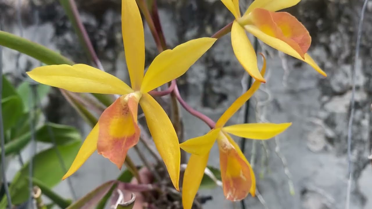 Epicatlleya Sian Jade | híbrido de brassavola | não tiro mudas