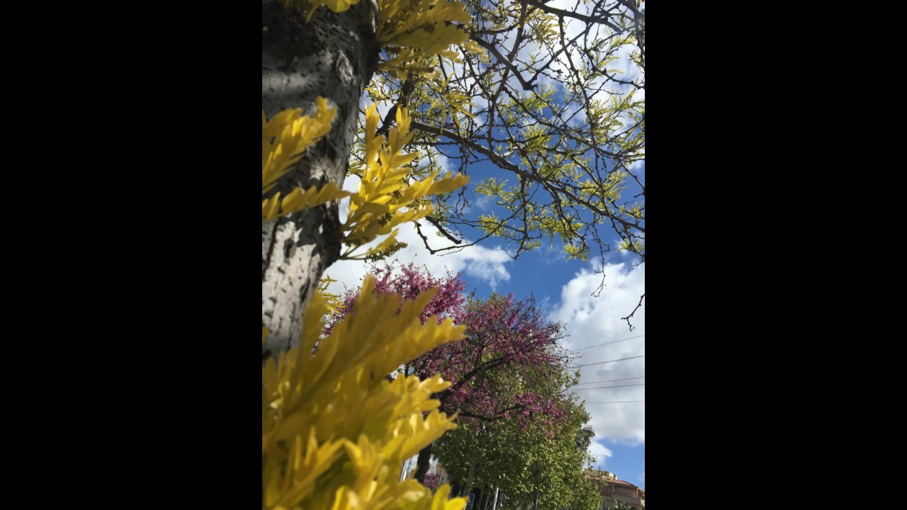 The Energy of Life audiobook part 1 ANASTASIA The Ringing Cedars Series