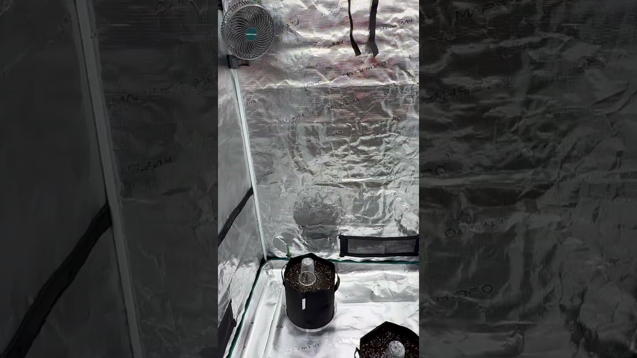 Mars Hydro 5x5 Tent FC-E6500 Light with 6 Inch InLine Fan and Exhaust #420 #marshydroreview #dji