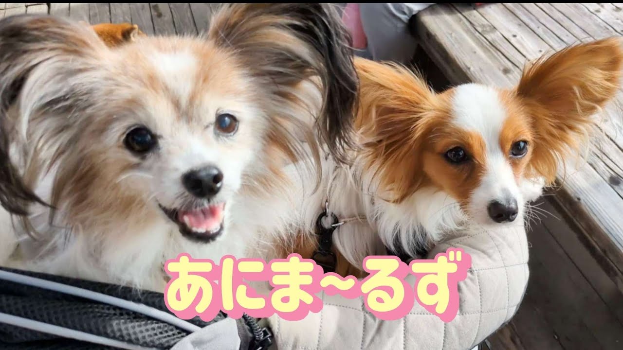 あにま〜るずのイベントに行ってきたよ🐶
