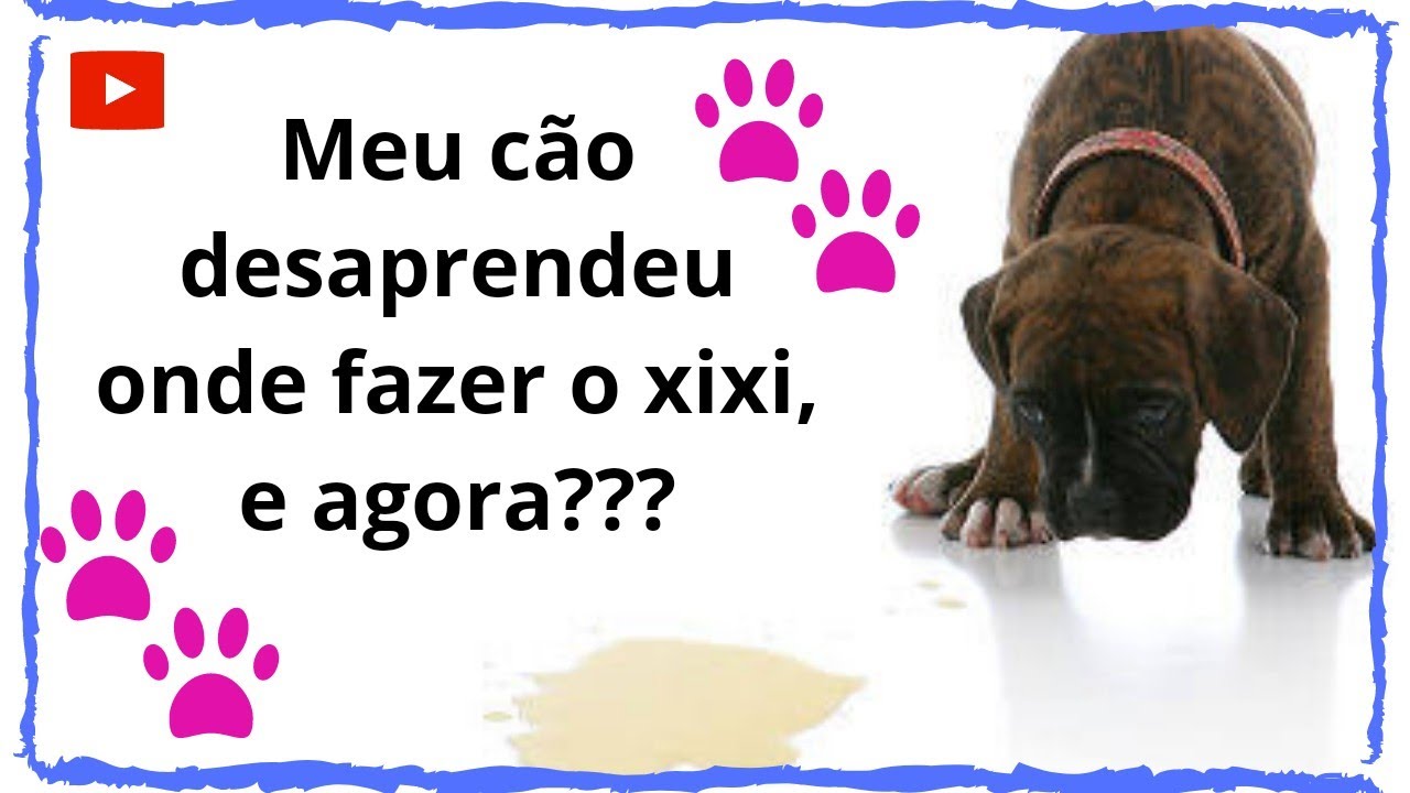 Meu cachorro desaprendeu onde fazer o xixi. E agora?