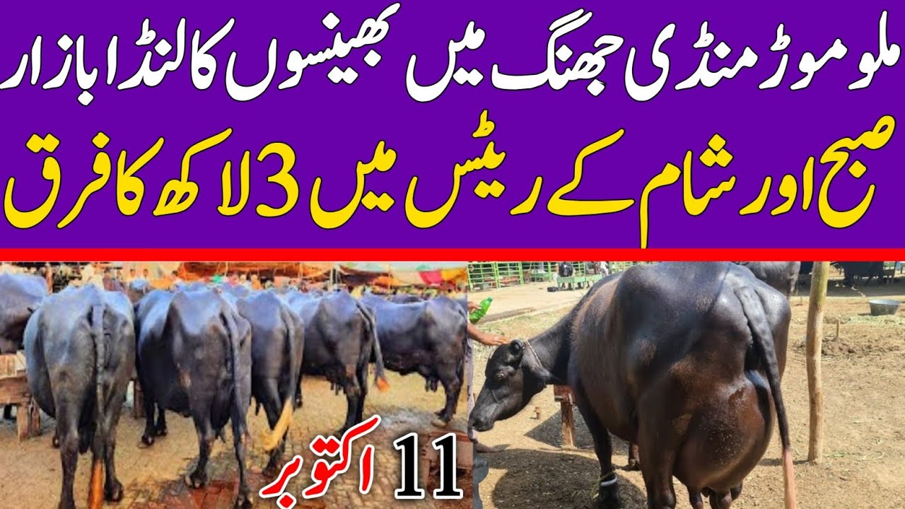 Malumor Janwar Mandi Jhang Today | Buffalo Fresh Rates Update 2025 | Buffalo Mandi Pakistan