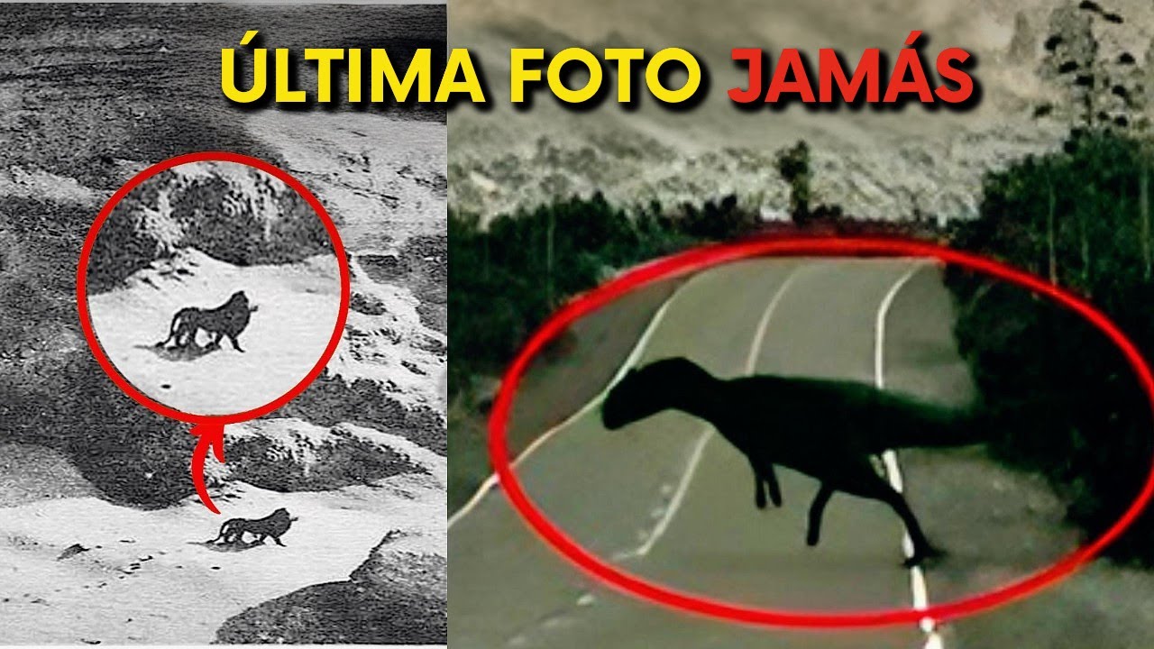 7 Fotos &Uacute;nicas de Animales Extintos que Nunca Volver&aacute;s a Ver