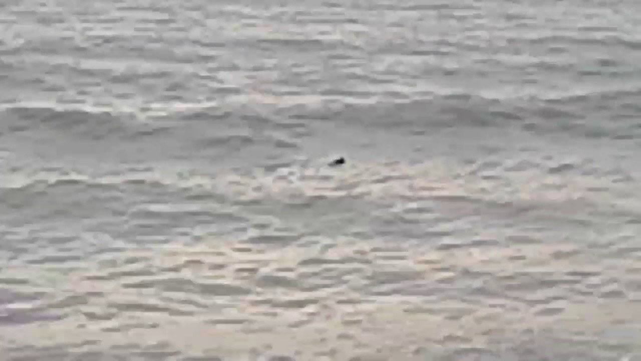 West Beach Beaver in Lake Ontario