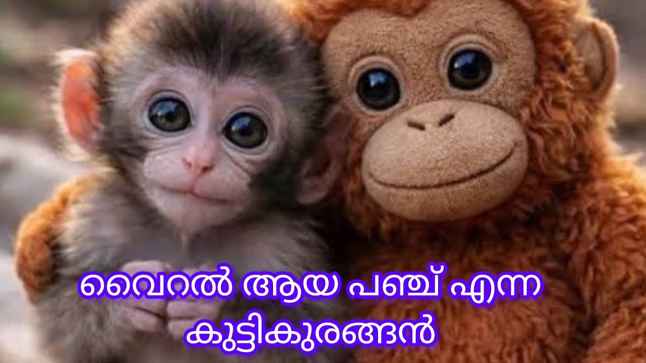 Sad story of Punch the baby monkey at Ichikawa City Zoo  അമ്മ ഉപേക്ഷിച്ച പഞ്ച് എന്ന കുട്ടിക്കുരങ്ങൻ 