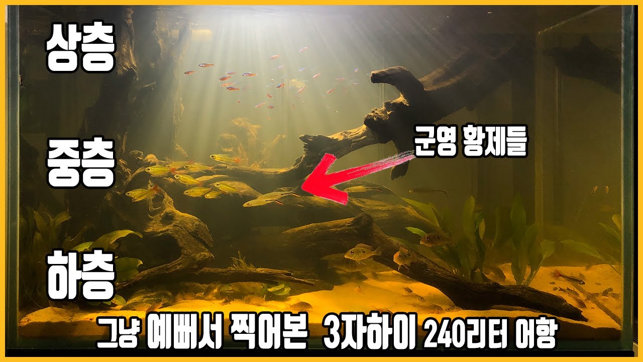 그냥 예뻐서 찍어본 3자하이, 어항 [애니몰로TV]