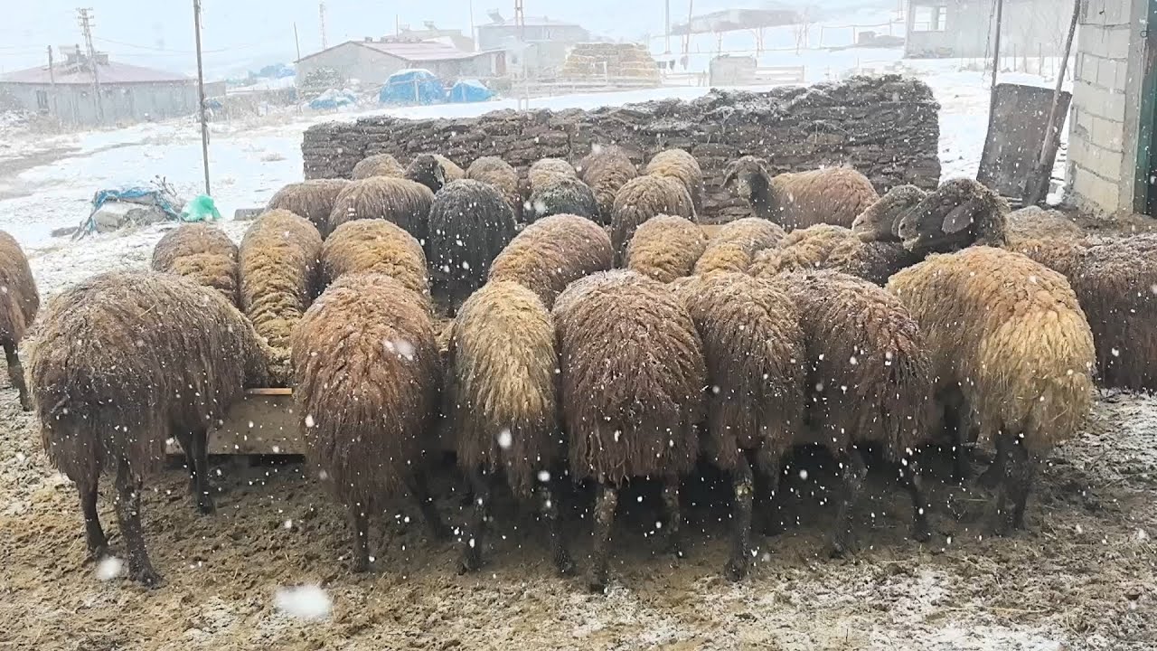 KAR ÇAMUR DELİBAŞ OLAN TOĞLU ZOR BİR GÜN.