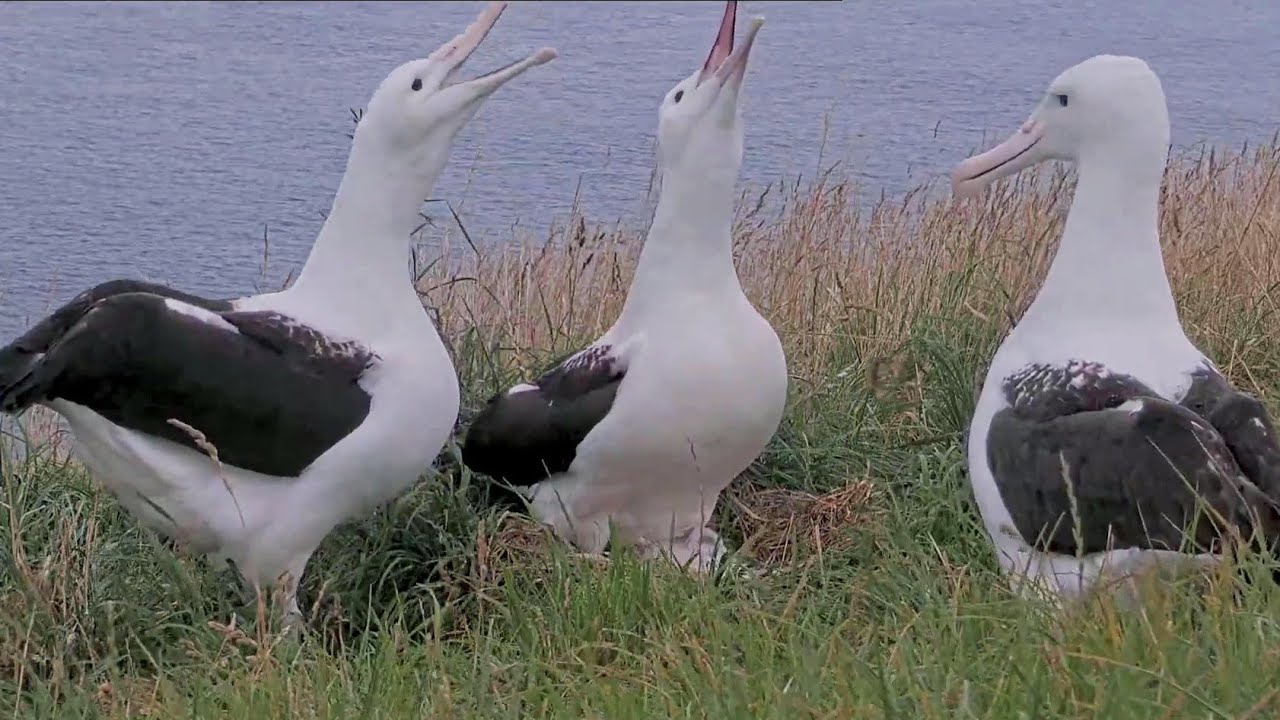 Royal Albatross~ A ménage à trois is unwelcome 😁~ 7:50 PM 2026/02/06