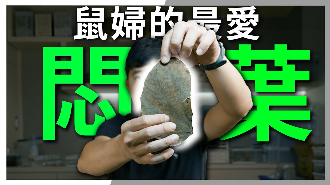 【鼠婦飼養】「羊蹄甲悶葉」製作過程大公開｜鼠婦愛吃｜黴菌退散【臺灣蟻窟】