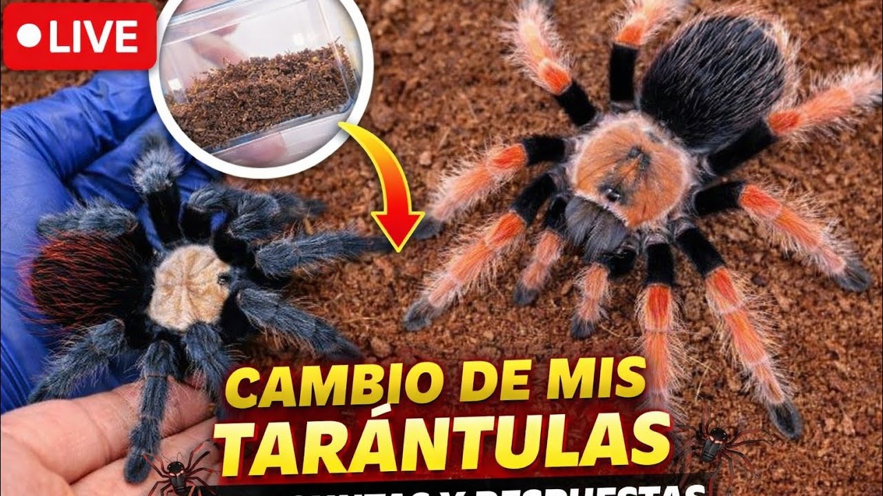 ¡Hoy mudamos tarántulas! 🕷️ Consejos, errores y preguntas en vivo