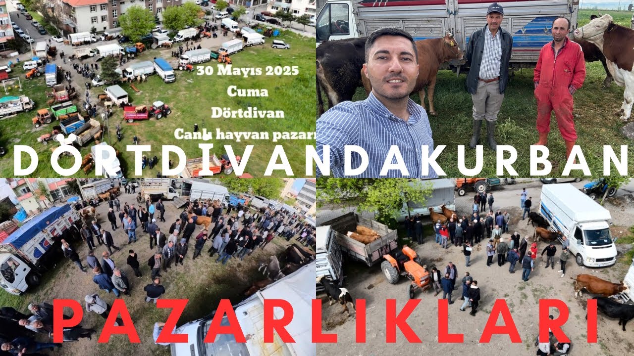 DÖRTDİVANDA KURBAN FİYATLARI -SIKI PAZARLIKLAR -KURBAN BAYRAMINA SAYILI GÜNLER KALA PAZAR KALABALIK