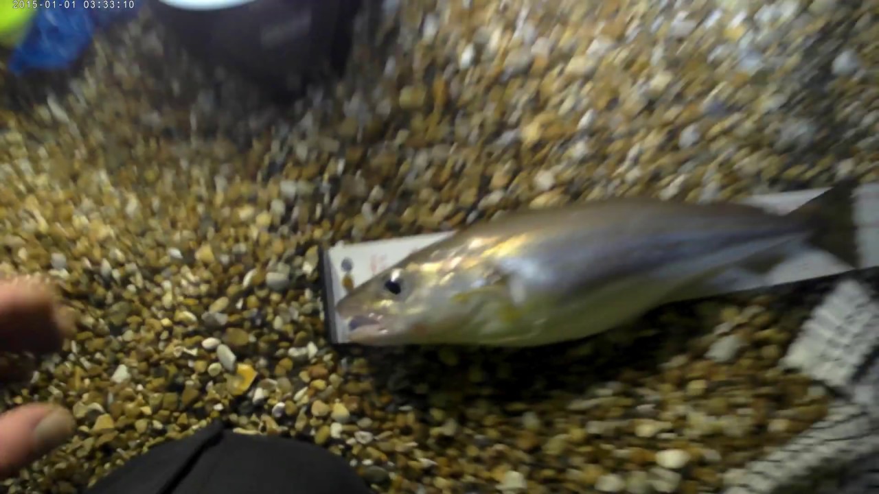 Dungeness Beach fishing