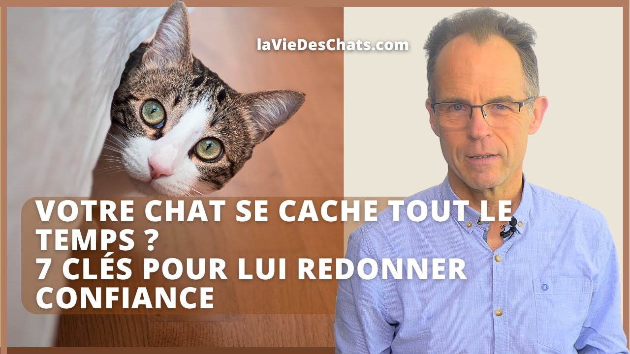 VOTRE CHAT SE CACHE TOUT LE TEMPS ?? 7 CL&Eacute;S POUR LUI REDONNER CONFIANCE