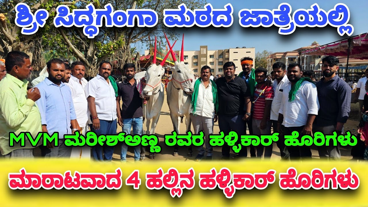 ಶ್ರೀ ಸಿದ್ಧಗಂಗಾ ಮಠದ ಜಾತ್ರೆಯಲ್ಲಿ ಮಾರಾಟವಾದ MVM ಮರೀಶ್ ರವರ ಹಳ್ಳಿಕಾರ್ ಹೊರಿಗಳು Top bulls Sandeep Hirisave 