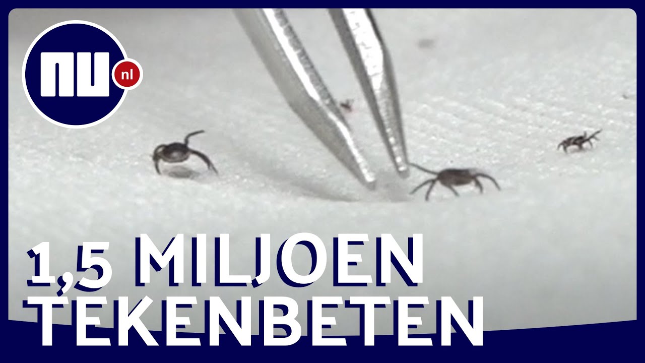 App waarschuwt voor teken: dit zijn de risicogebieden | NU.nl