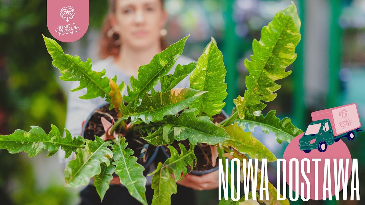 Filodendron Ring of Fire 🔥 i inne kuszące propozycje dla kolekcjonerów! DOSTAWA ROŚLIN