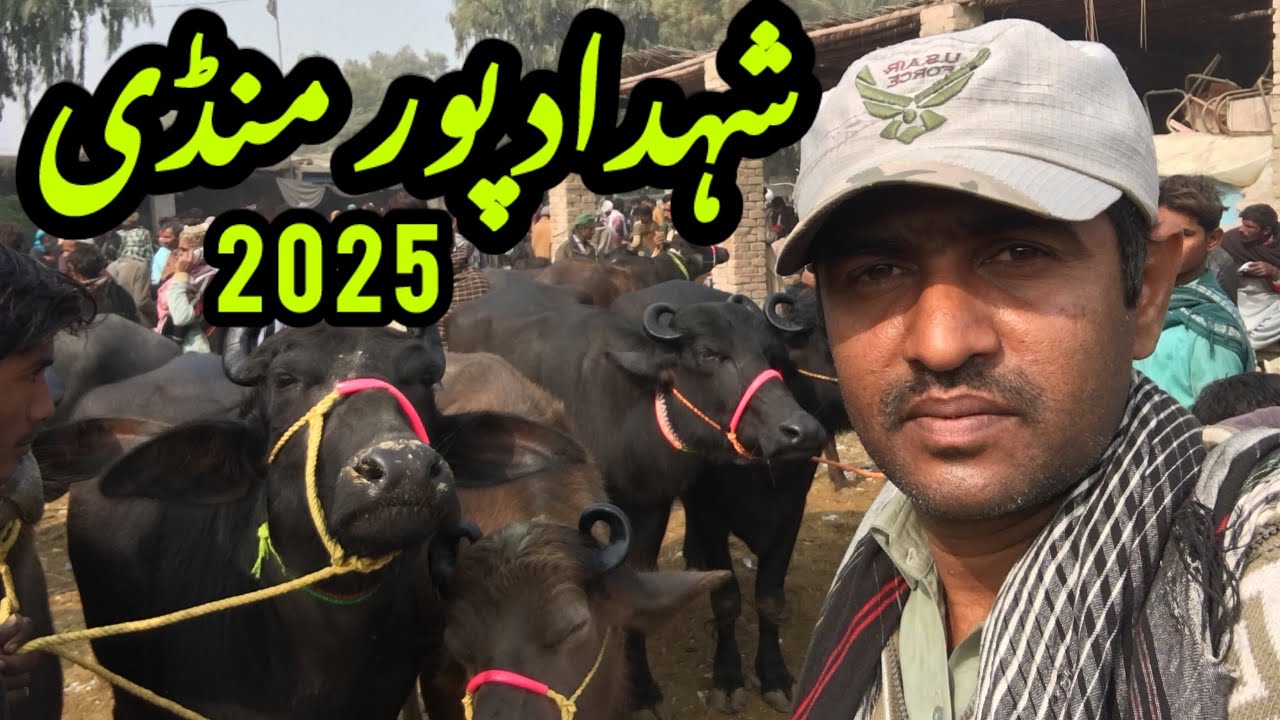 Shdadpur Buffalo Mandi latest update 13-1-25