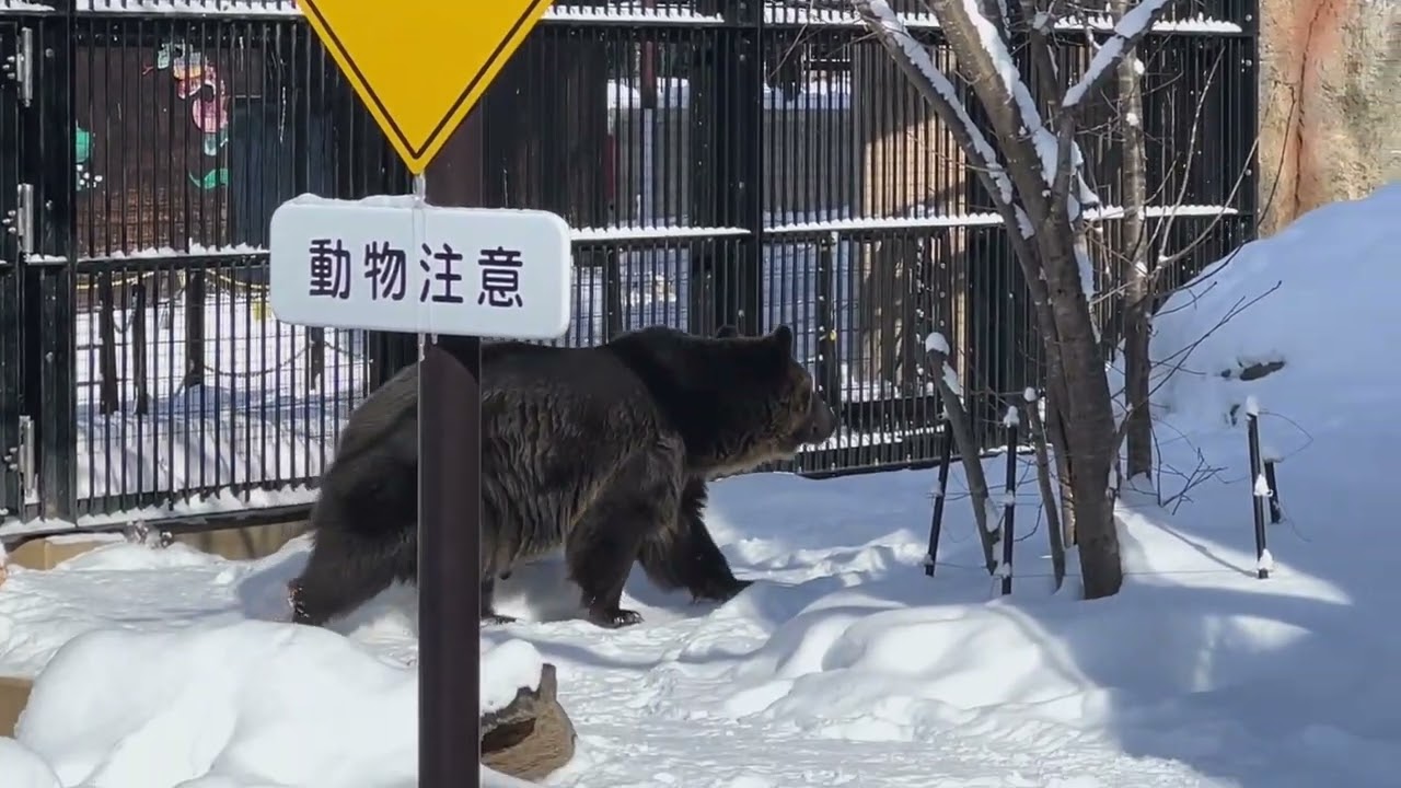 Chilly Adventure at Asahiyama Zoo! 🐻❄️#asahiyamazoo #asahikawa #hokkaidoinjanuary #polarbear 