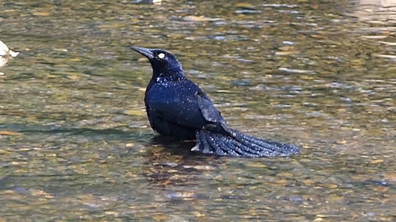 Great-tailed Grackle Calling & Bathing