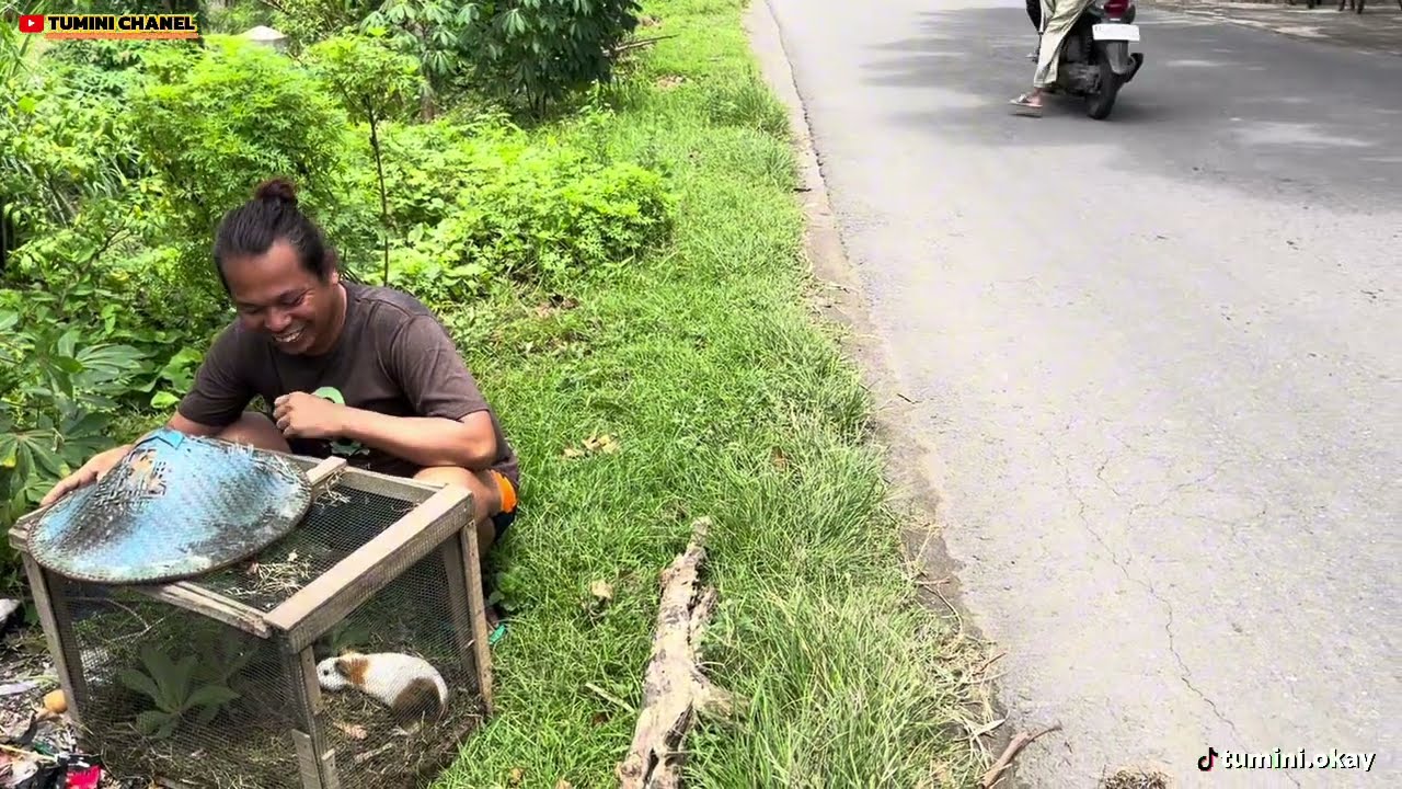 GOLEK KANGKUNG GO PAKAN MARMUT