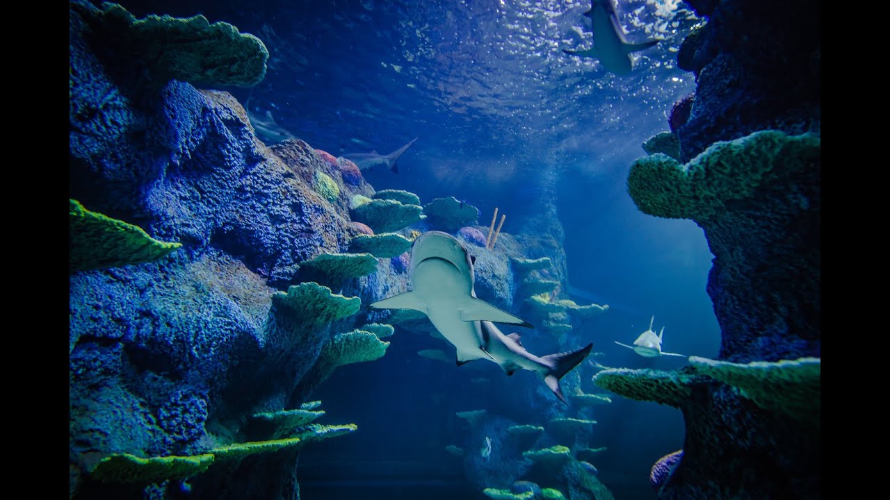 Reef Shark Feeding Frenzy LIVE Stream | SEA LIFE Sydney Aquarium