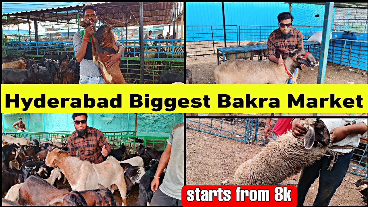 HYDERABAD JIYAGUDA BAKRA 🐐 MANDI 2025 😮| CHEAPEST BAKRA MARKET OF HYDERABAD| #bakrid2025