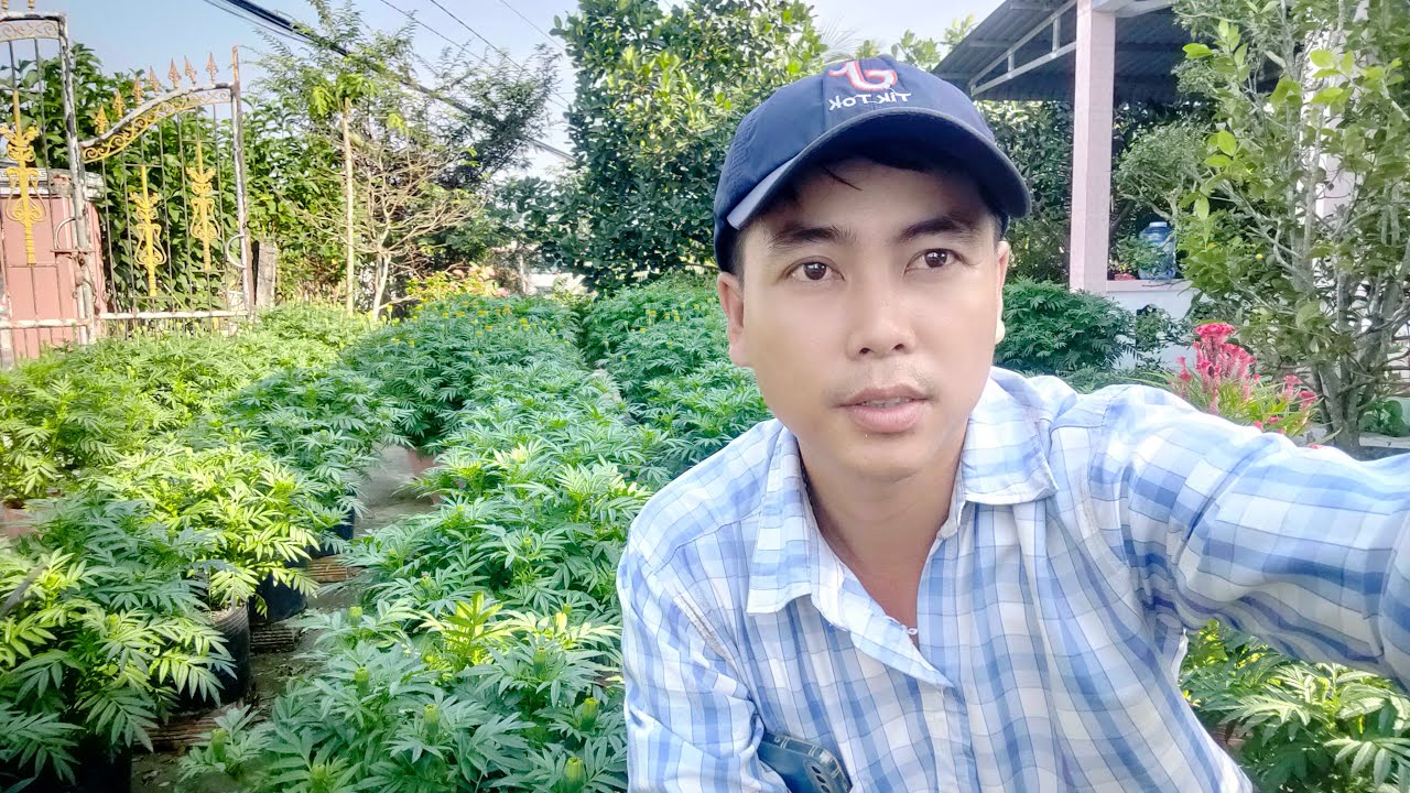 Cách khắc phục bông vạn thọ nở sớm nở trễ 