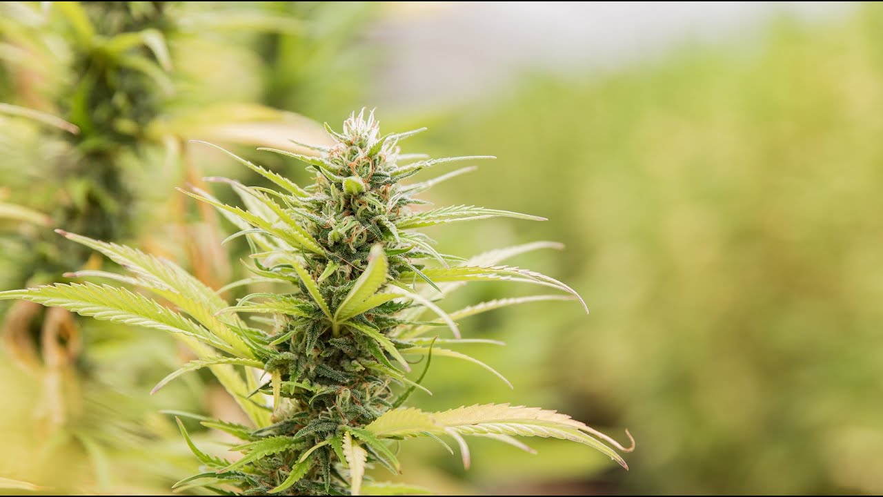 CBD Alchemy Fields 2021